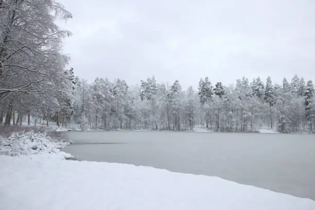 frozen lake and snowy forest in the background