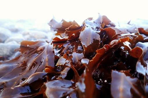 Daytime top view close-up of Seaweed (Fucus Vesiculosus) at the Dutch Wadden (the Wadden Sea, a World Heritage Site) near Termunterzijl {Groningen), shallow DOF
