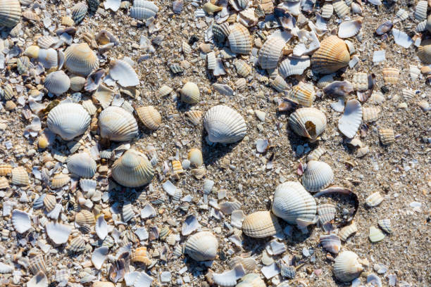 istock Shells and snails on the North Sea 938280944