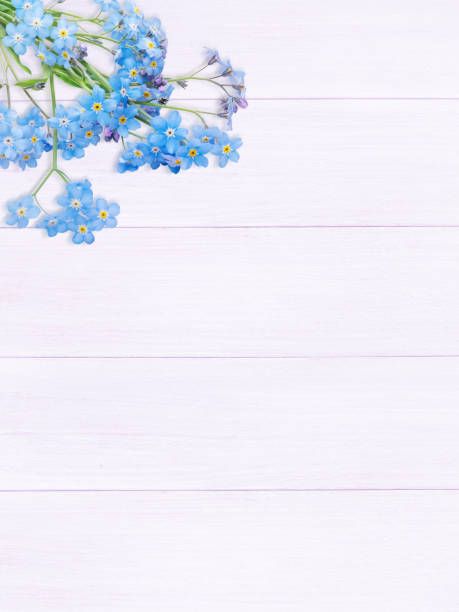 istock Blue forget-me-not or myosotis flowers 938283128