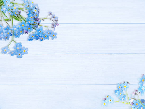 Blue forget-me-not or myosotis flowers