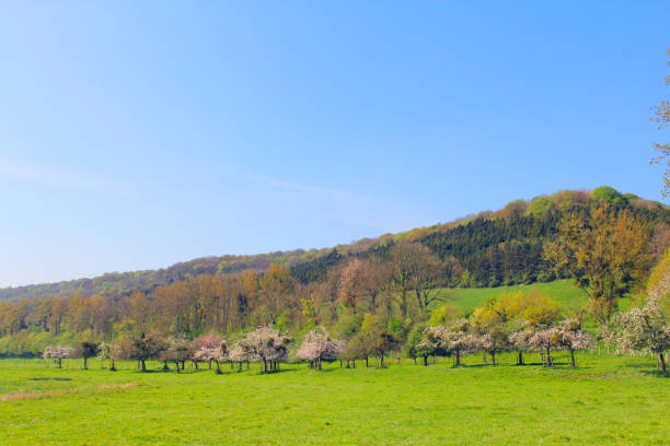 istock Landscaped spring field and apple trees 938283306