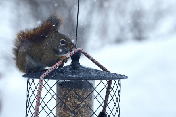 istock Squirrel Chewing on a Cord on Bird Feeder 938284426