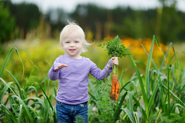 istock Adorable little girl picking carrots 938285194