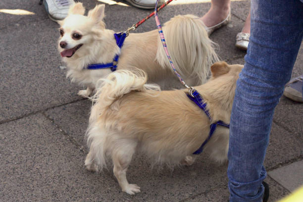 istock Cute dogs - Pomeranian dogs 938285294