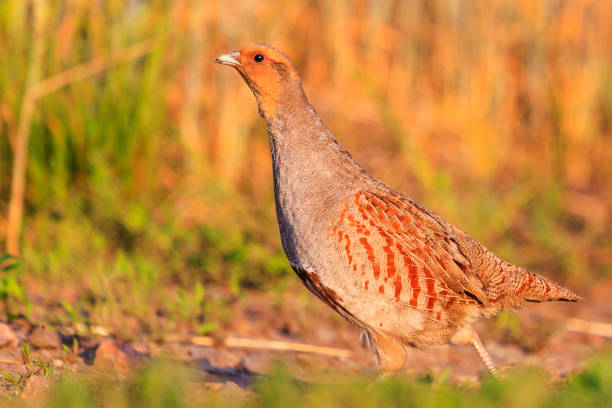 istock Gray partridge goes on road among wheat fields 938285492