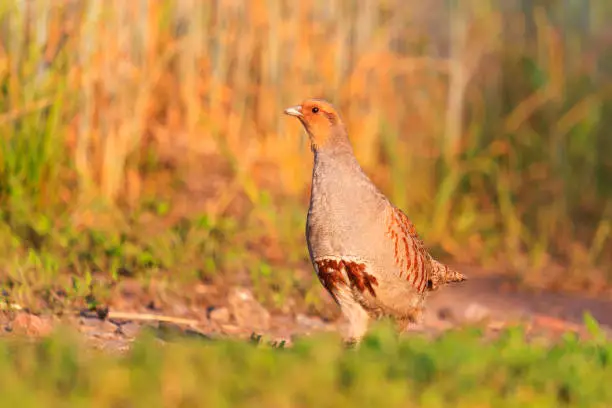 Photo of Gray partridge is on spring path