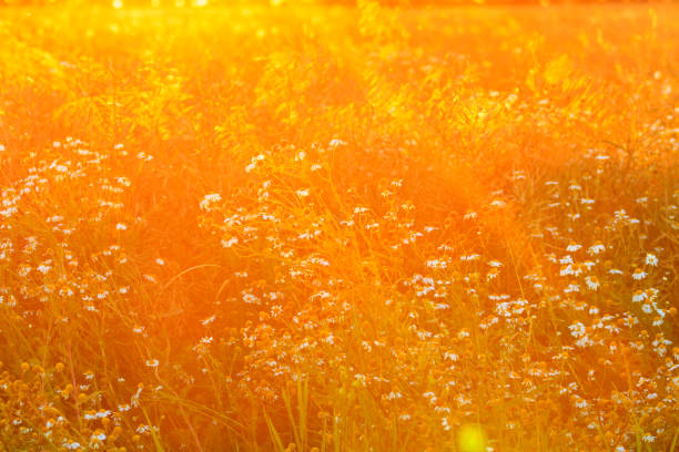 istock medical daisies at sunset 938285578