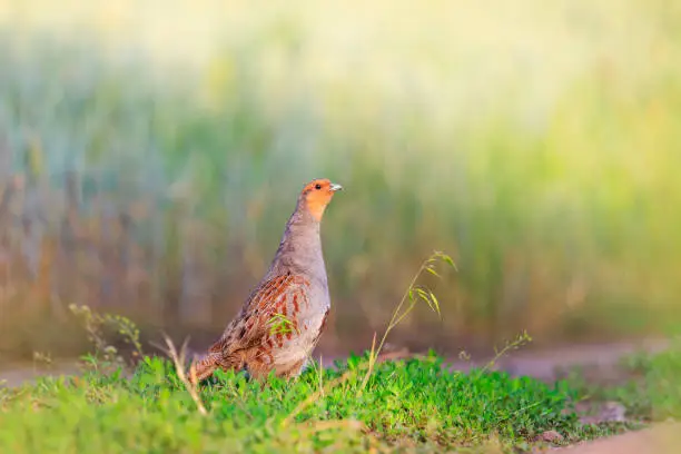 Photo of rare wild bird on green grass