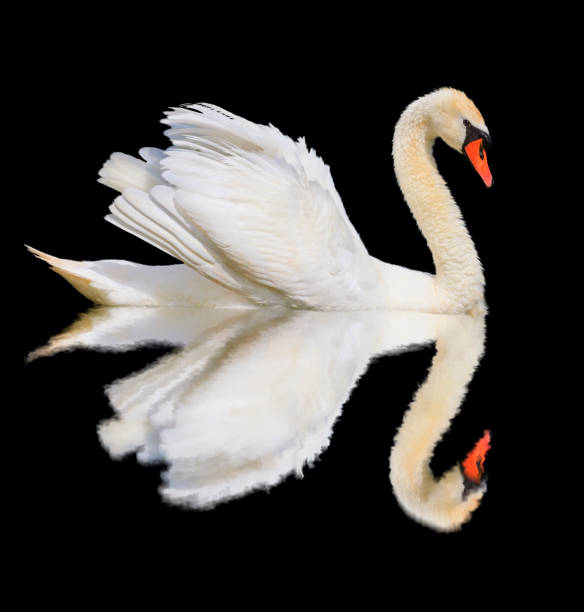 istock white swan is isolated on a black background 938285718