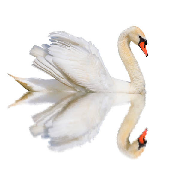 istock white swan is isolated on a white background 938285720