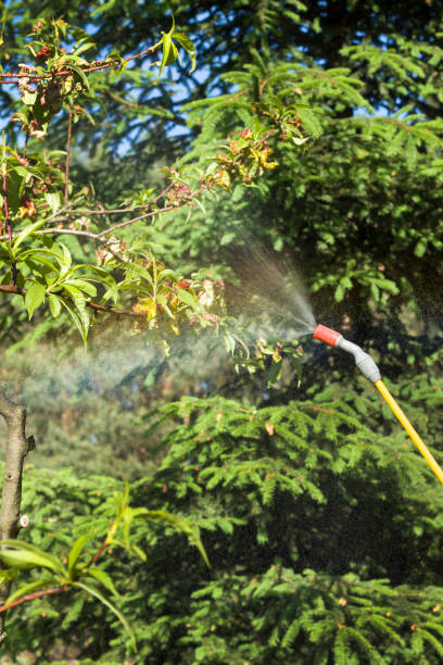 istock Spraying a sick fruit tree. The mist emerges from the spray lance. Spraying a sick peach fruit tree. A woman is spraying a sick fruit tree with a manual sprayer. 938289230