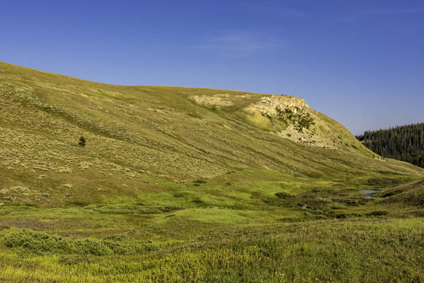 prado alpino bighorn floresta nacional wyoming eua - bighorn national forest blue wyoming green - fotografias e filmes do acervo