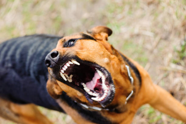 zły pies z obnażonymi zębami - aggression zdjęcia i obrazy z banku zdjęć