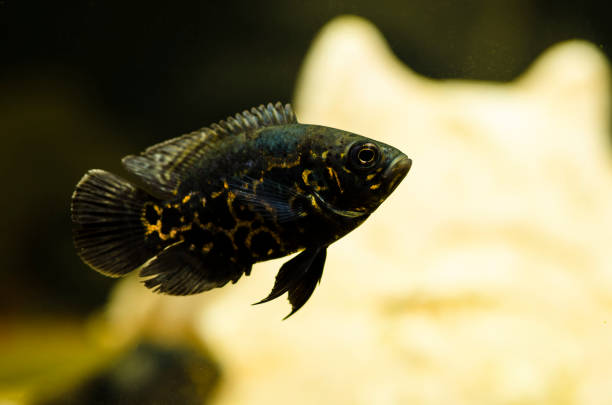 istock oscar fish in the tank 938292986