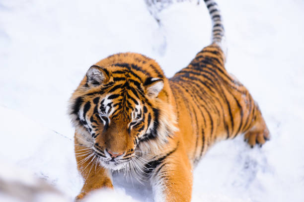 istock siberian tiger on snow 938293008