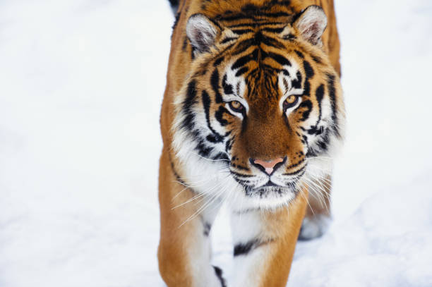 istock siberian tiger on snow 938293010