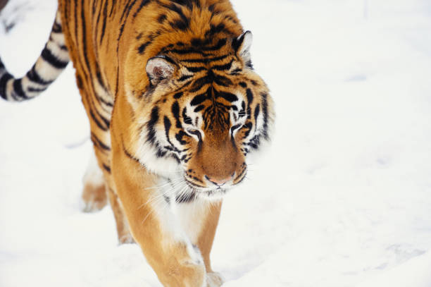 istock siberian tiger on snow 938293016