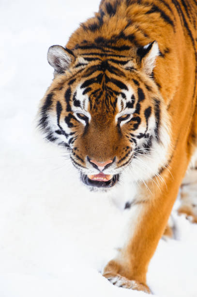 istock siberian tiger on snow 938293030