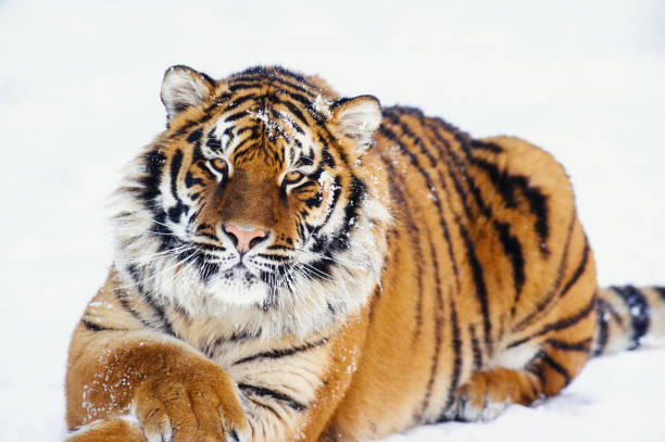 istock siberian tiger on snow 938293052