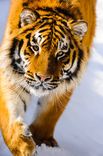istock siberian tiger on snow 938293058