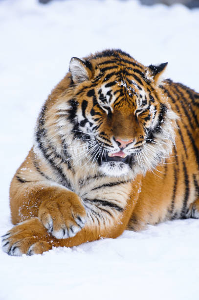 istock siberian tiger on snow 938293078