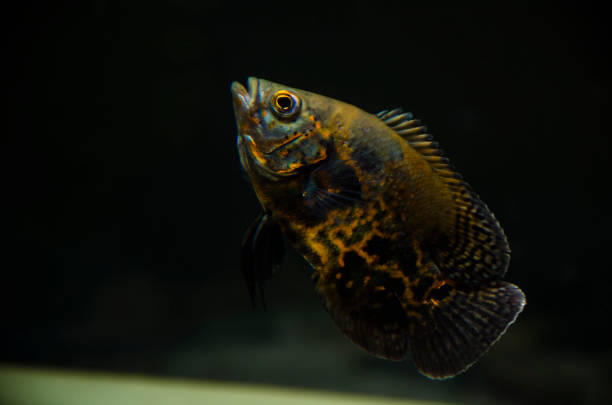 istock oscar fish in the tank 938293124