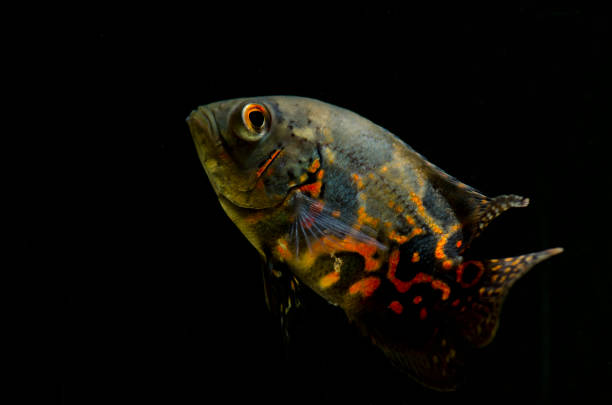 istock oscar fish in the tank 938293144