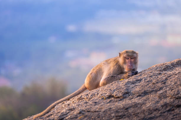 istock monkeys on Hua Hin viewpoint 938295998