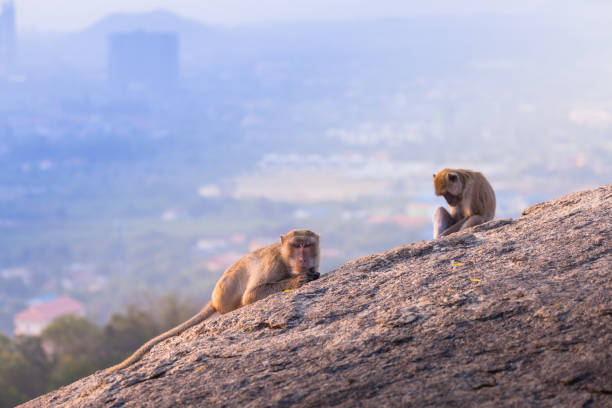 istock monkeys on Hua Hin viewpoint 938296000
