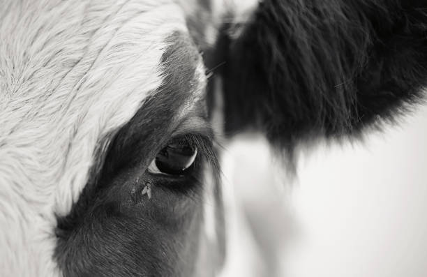 istock Not the color eyes red cow and the fly 938296074