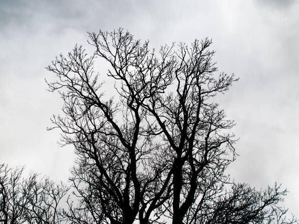 branches d’arbre noir entrelacé isolés sur fond de ciel blanc - white black tree fog photos et images de collection
