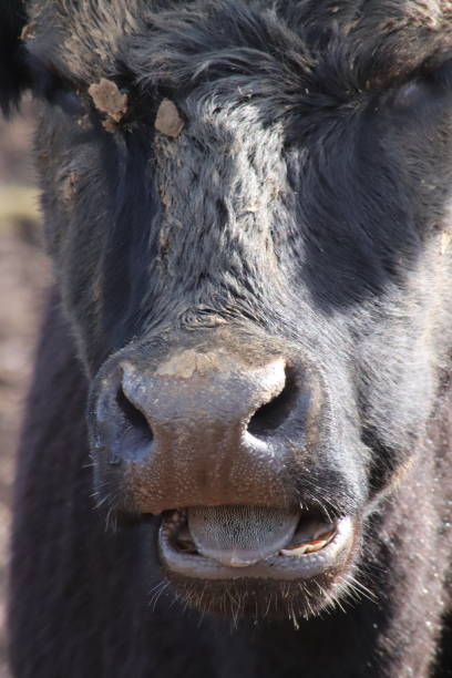 istock Beef cattle in muddy field near sand dunes and beach 938296354