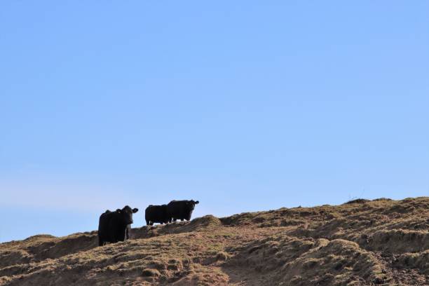 istock Beef cattle in muddy field near sand dunes and beach 938296418