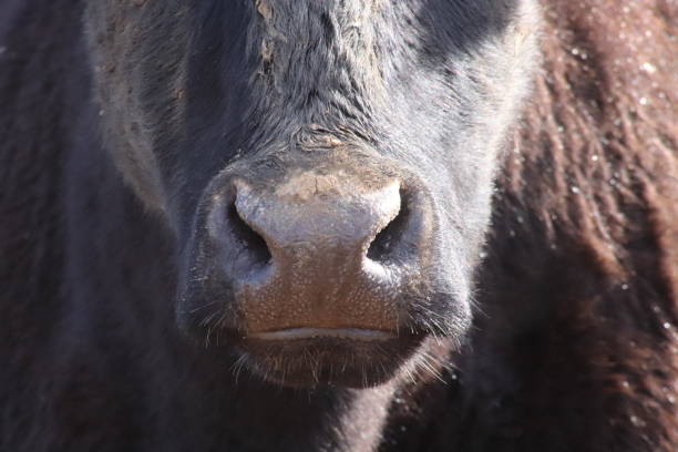 istock Beef cattle in muddy field near sand dunes and beach 938296420