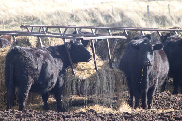istock Beef cattle in muddy field near sand dunes and beach 938296462
