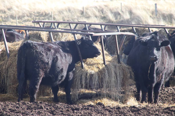 istock Beef cattle in muddy field near sand dunes and beach 938296474