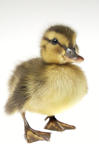 cute baby duck stock photo