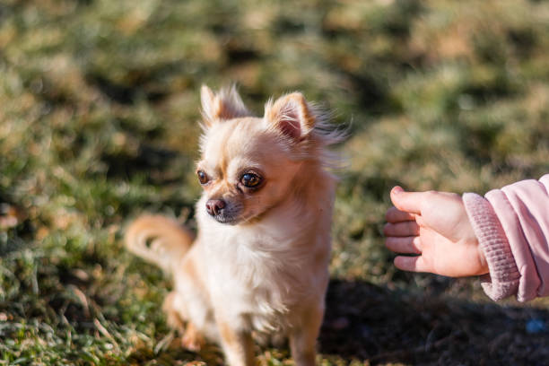 istock Young gril playing with her dog outside on a field 938304522
