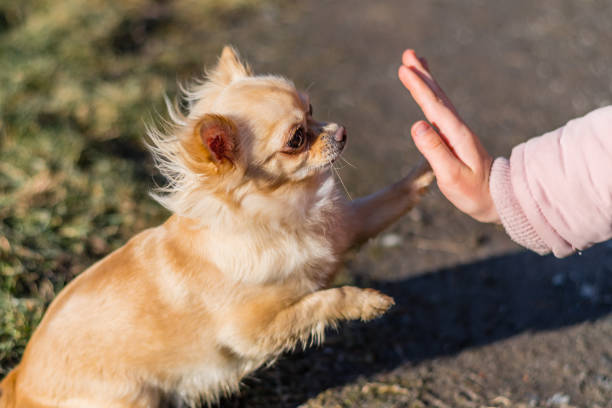 istock Young gril playing with her dog outside on a field 938304528