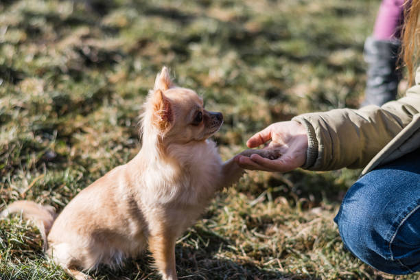 istock Friendship between human and small dog, shaking hand and paw 938304530