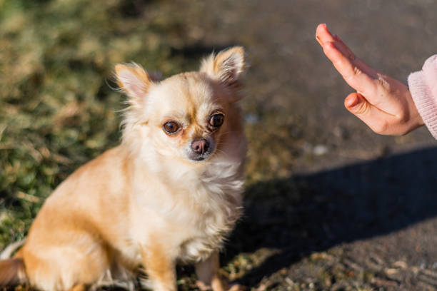 istock Young gril playing with her dog outside on a field 938304534