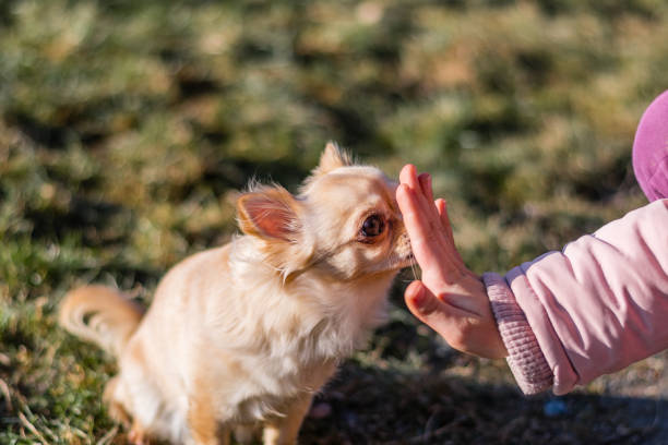 istock Young gril playing with her dog outside on a field 938304536