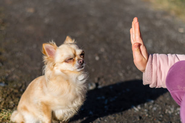 istock Young gril playing with her dog outside on a field 938304538