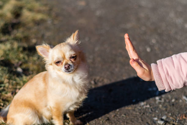 istock Young gril playing with her dog outside on a field 938304540