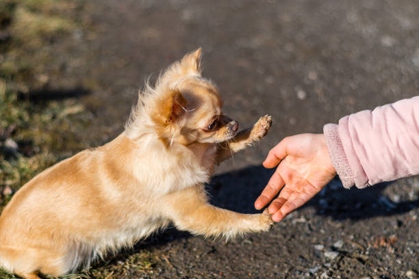 istock Young gril playing with her dog outside on a field 938304542