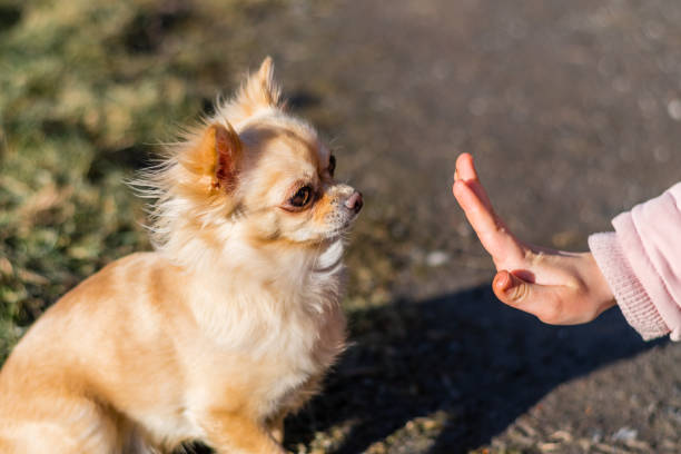 istock Young gril playing with her dog outside on a field 938304544