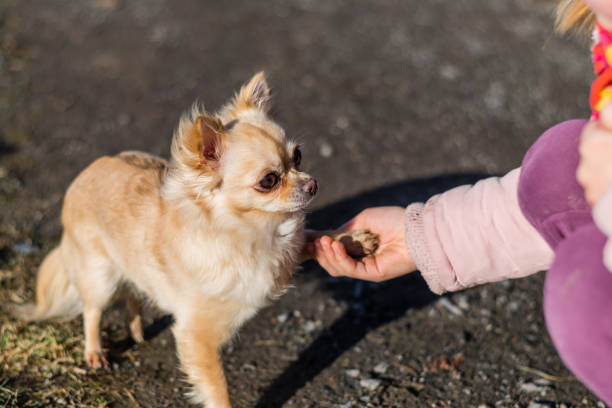 istock Friendship between human and small dog, shaking hand and paw 938304546