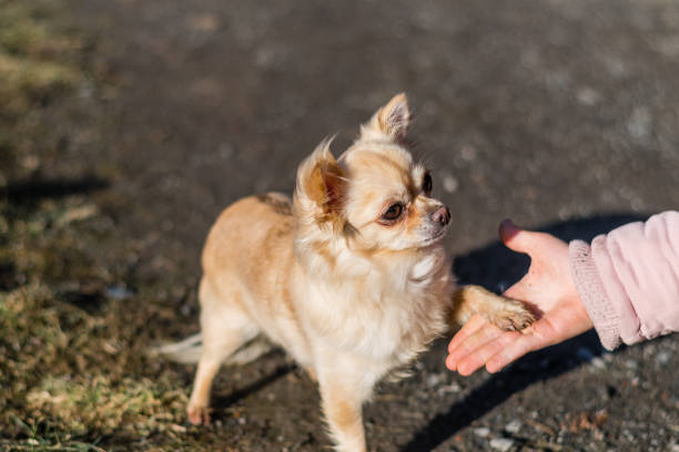 istock Friendship between human and small dog, shaking hand and paw 938304552