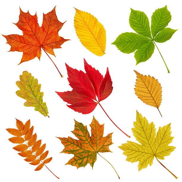 istock Collection of autumn leaves. 93830697
